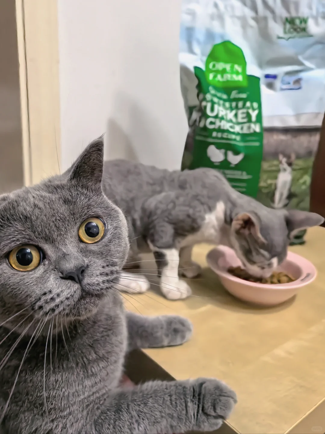 美味开道！猫家庭和平共处的秘诀