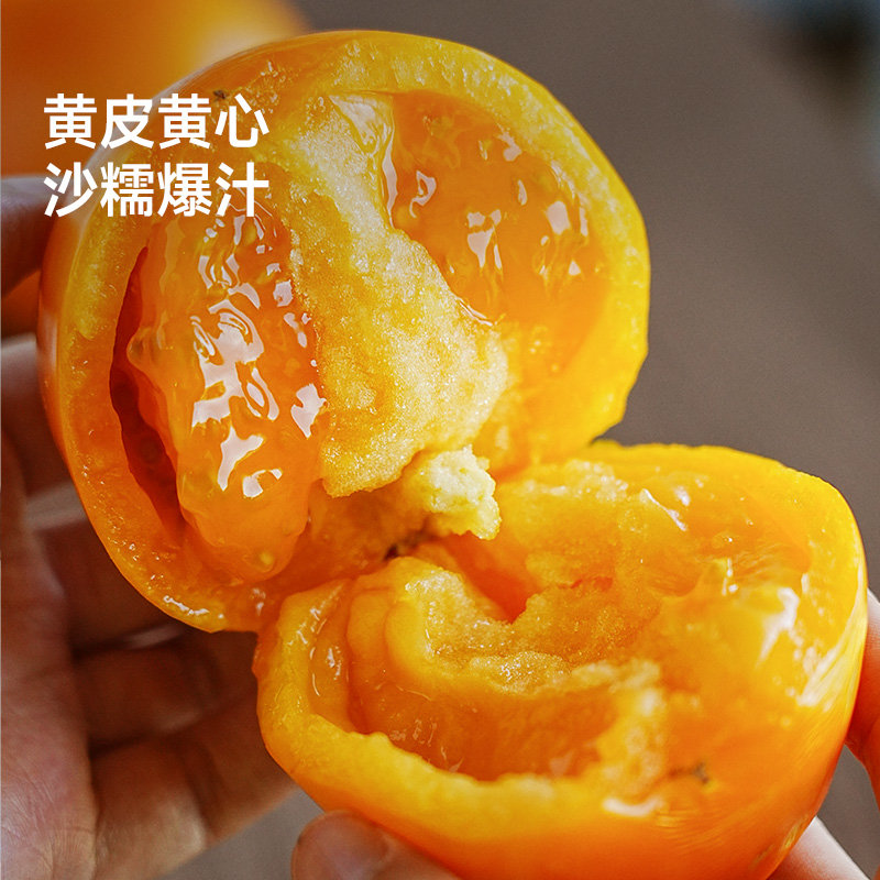 下厨房五原黄柿子黄番茄 巴彦淖尔地标露天沙瓤爆汁顺丰直发