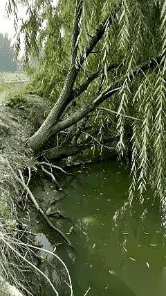 那条鱼，疯了。
整个池塘的鱼，都在躲着它。它一次次用尽全身力气，把尾巴甩出一个夸