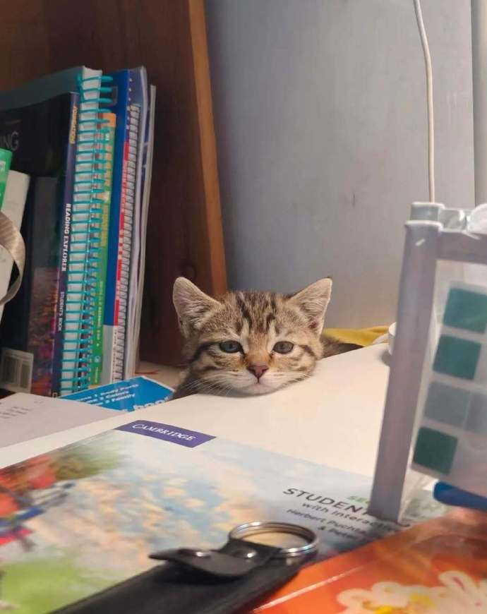 人，什么时候才能陪咪玩⌯'Ⱉ'⌯ ​​​