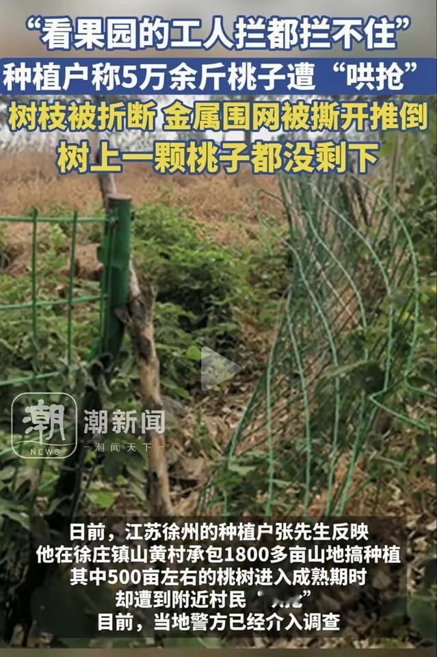 广西抢西瓜，安徽抢土豆、广东抢零食，现在江苏又来抢桃子，难道每一次都是“法不责众