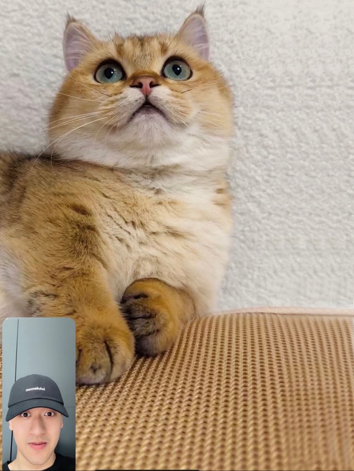 F1围场最火的猫 —— 周冠宇的“玉米粒”，它的账号有7.4万粉丝。周冠宇完全猫