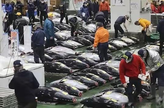 日本人水产不自己吃，为什么一定卖中国？

​11月5日，日本才有6吨扇贝出口中国
