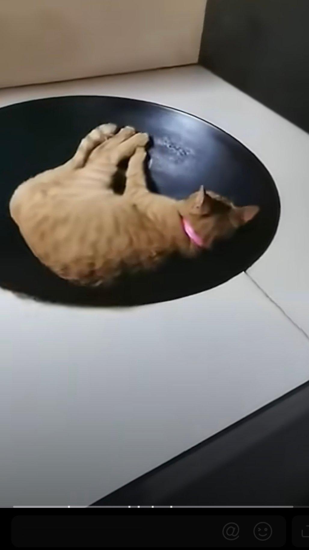 见证国潮 好标准的灶猫啊