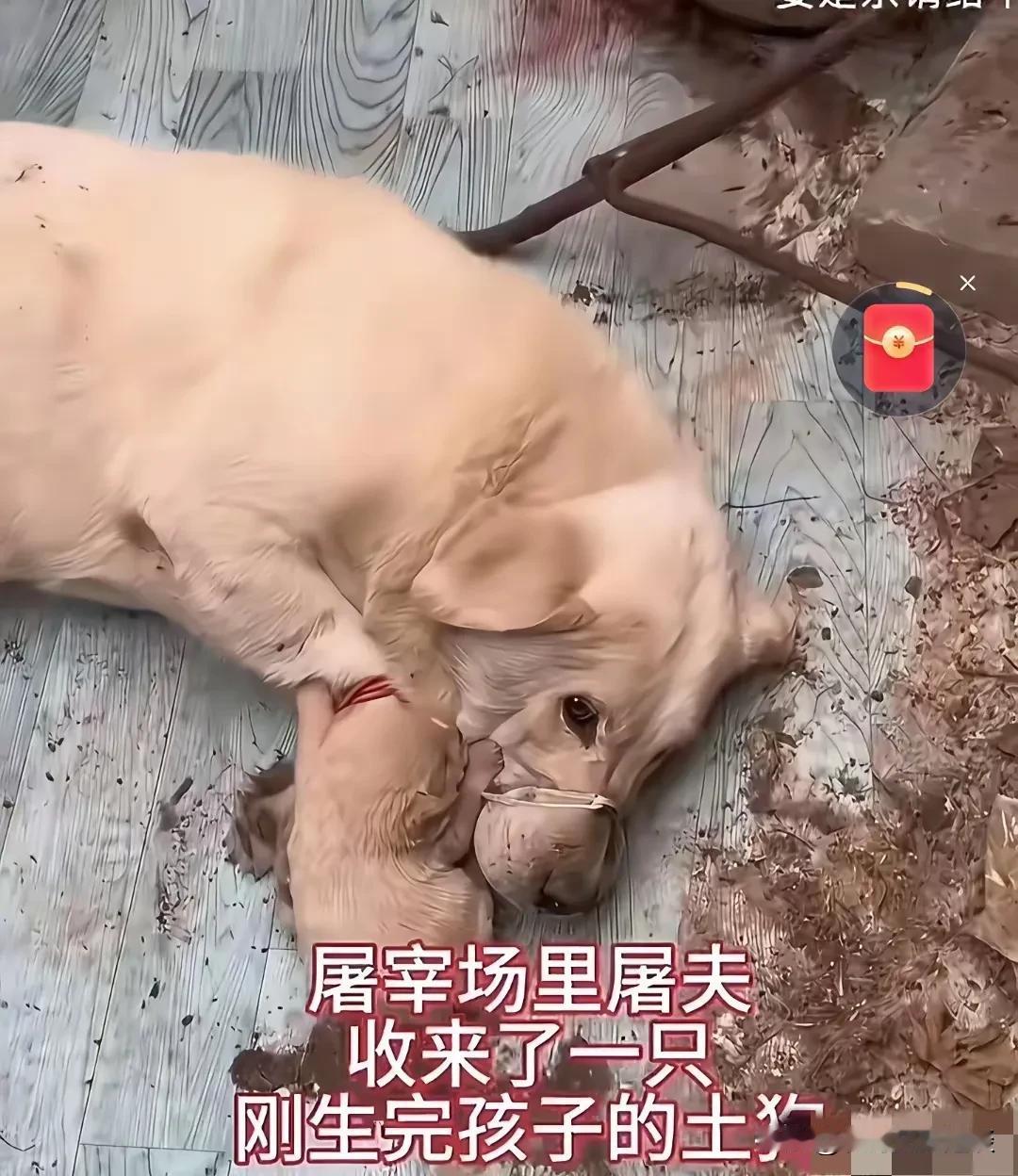 这一对母子狗狗真可怜。屠宰场有一只母狗和她得孩子偎依在一起，她的腿和嘴巴都被绑住