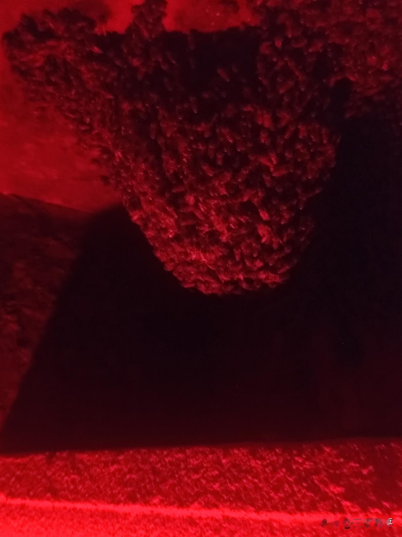 网上养蜂的大师傅们，今天是7.23号，帮忙看看这蛋蛋群能发展成强群吗？日常如何管
