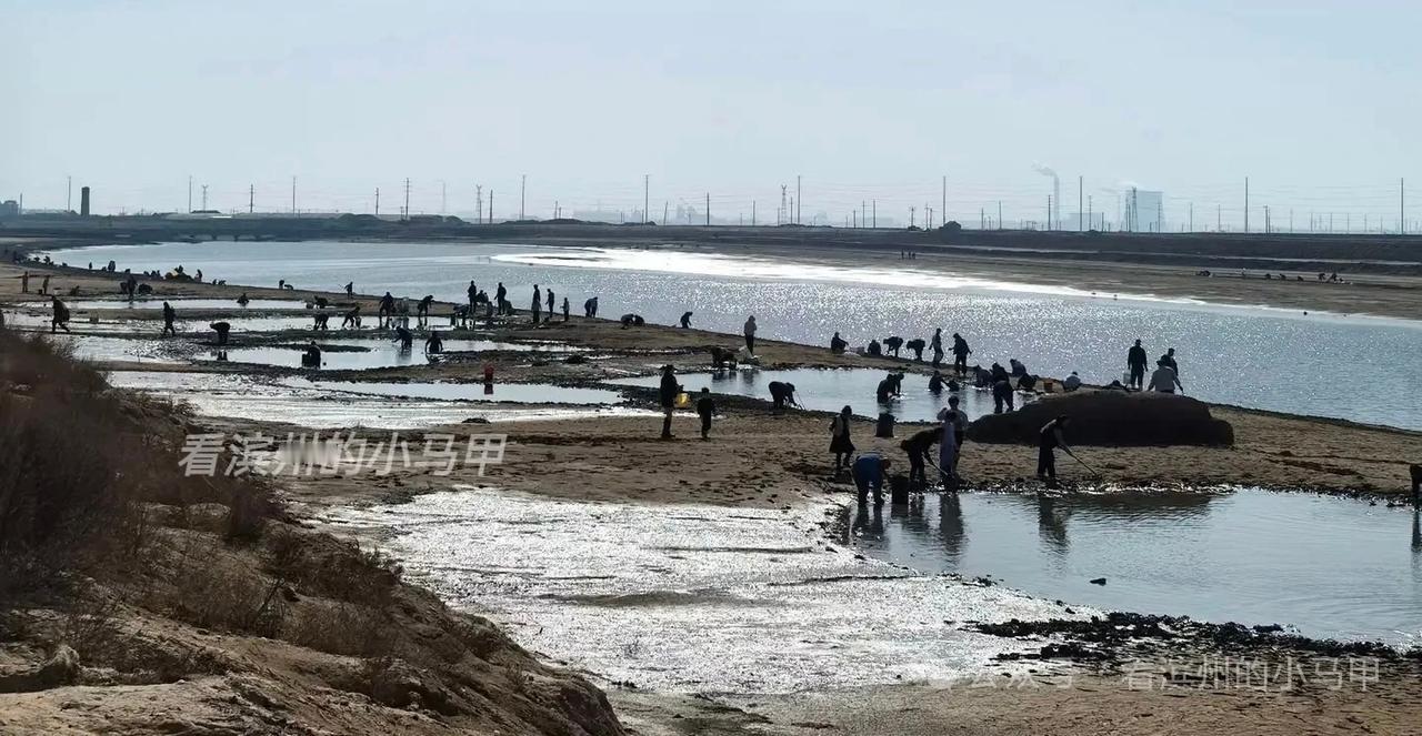 滨州新晋“野生打卡地”走红！免费原生态赶海成春节新宠
 
春节期间，山东滨州岔尖