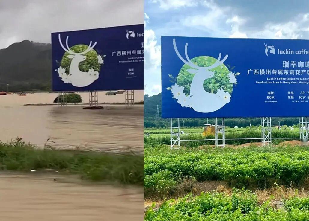 茉莉奶白称广西洪灾对原料供应影响有限横州有着“世界茉莉花都”之称，是全球最大茉莉