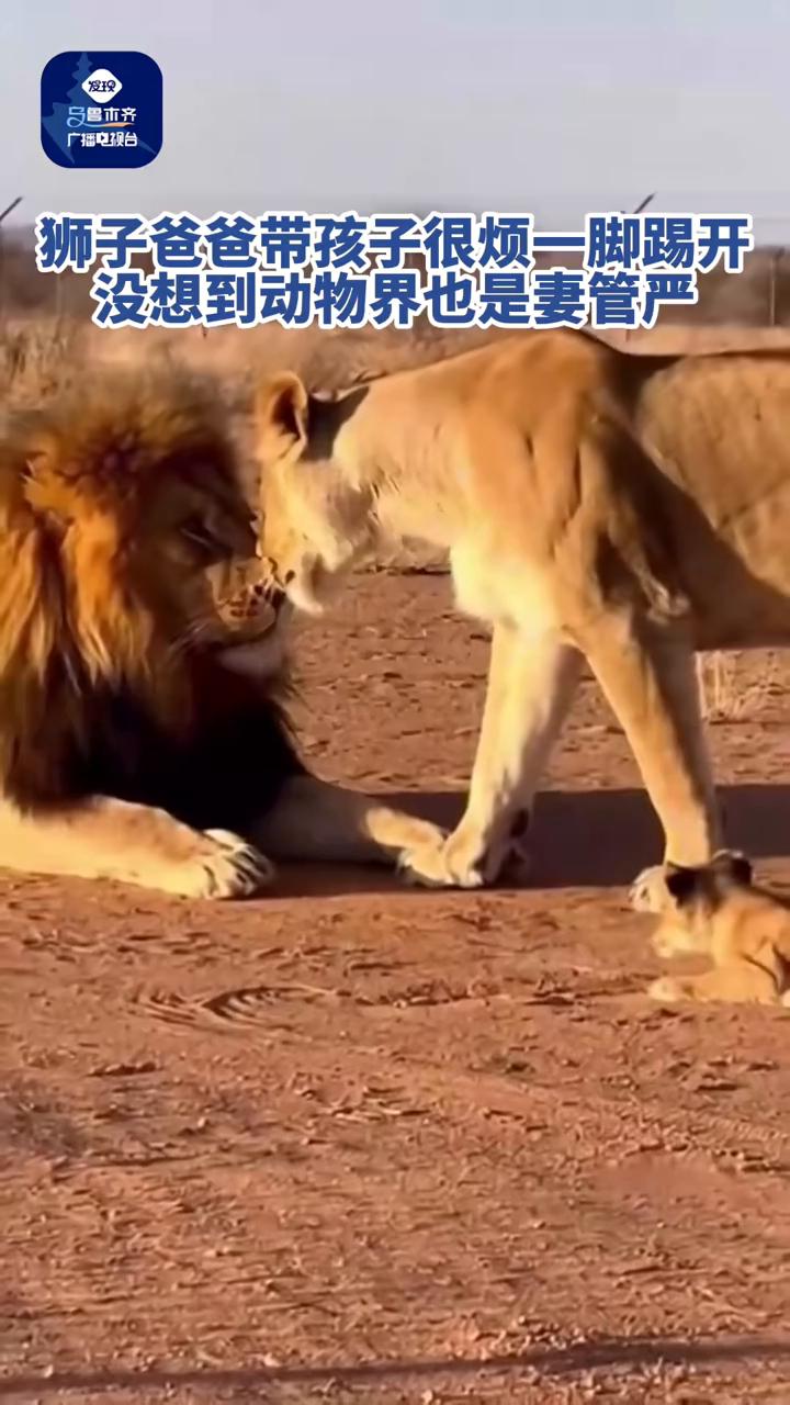 没想到动物界也是妻管严。
管严。
狮子爸爸带孩子很烦，一脚踢开。