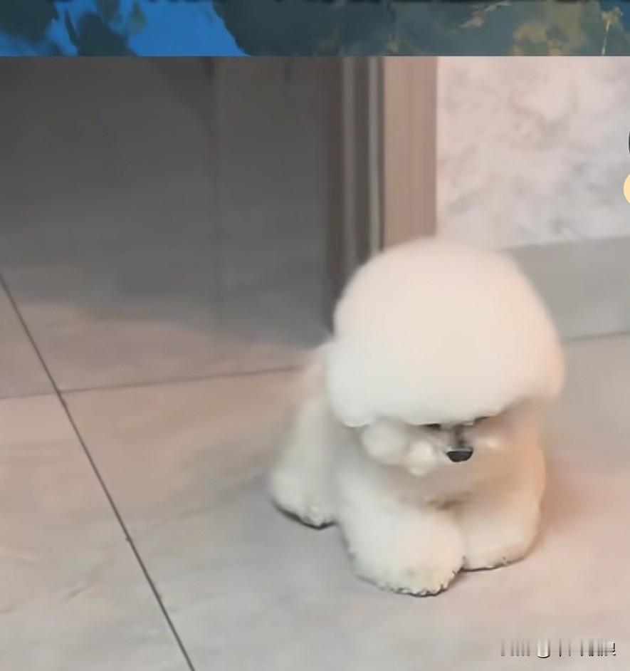 主人因工作压力过大，在卫生间里伤心落泪。小狗困得眼皮直打架，却还是走到主人面前陪