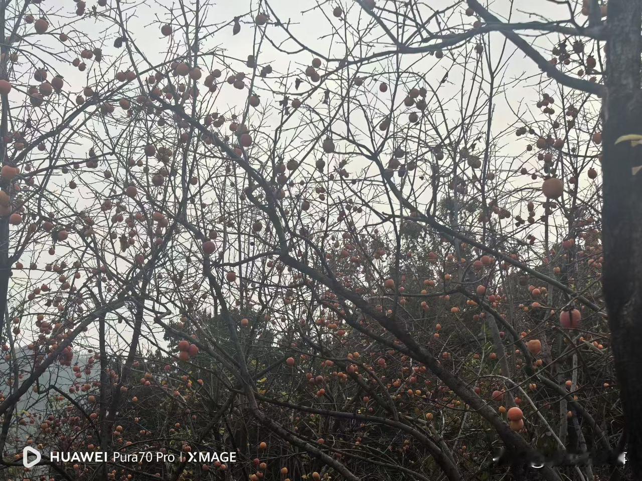 郑州西郊走走看:柿柿如意