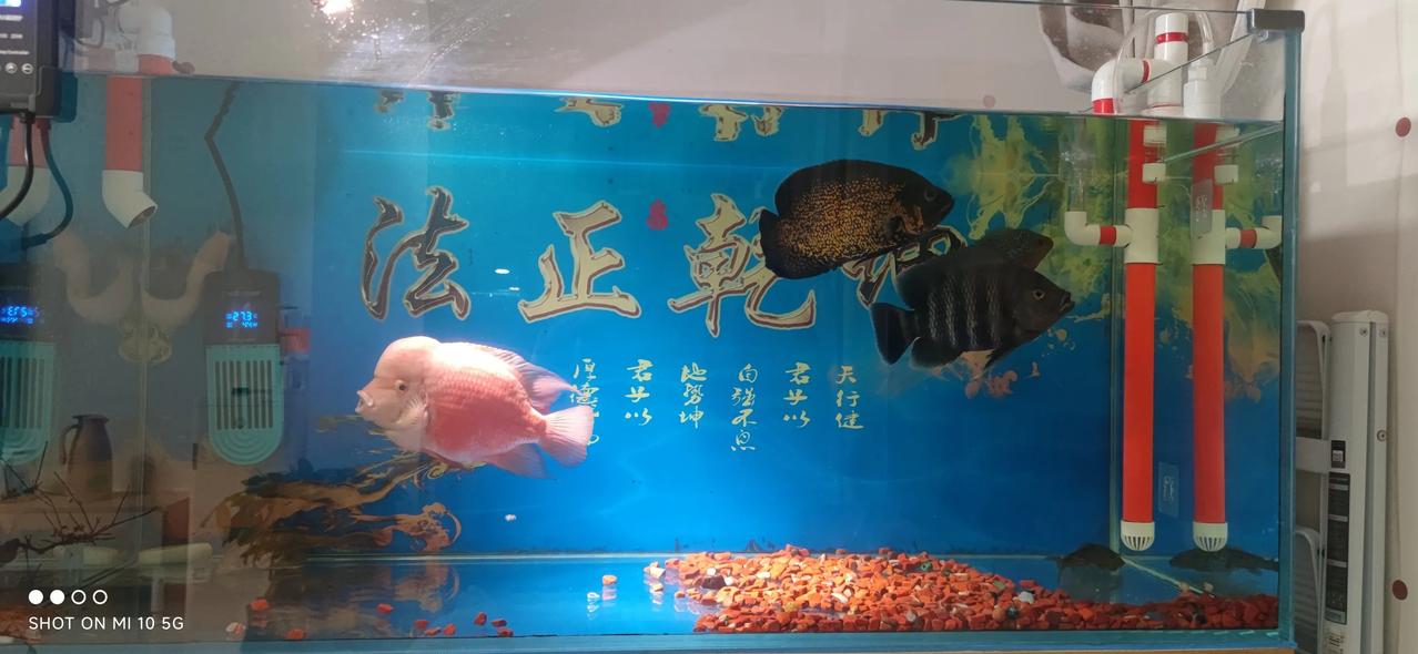 实习律师第133天
        实习律师必须放弃一切幻想。
        