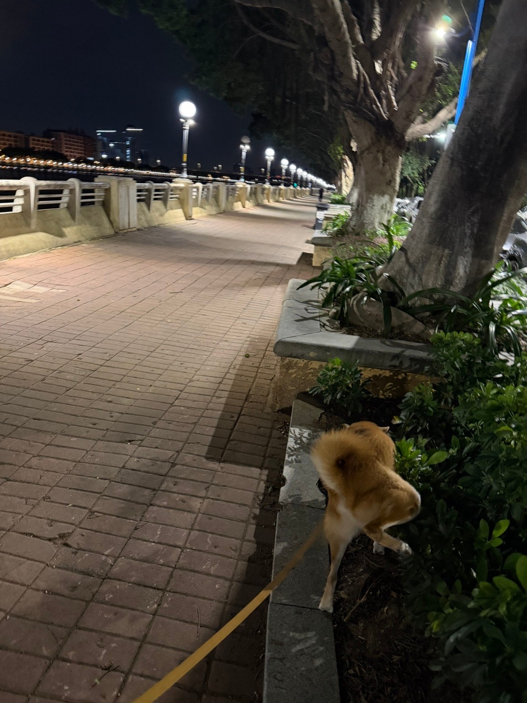 4 点起床遛狗，做个核磁共振，穿新款长袖速干去撸铁上班！！！ ​​​