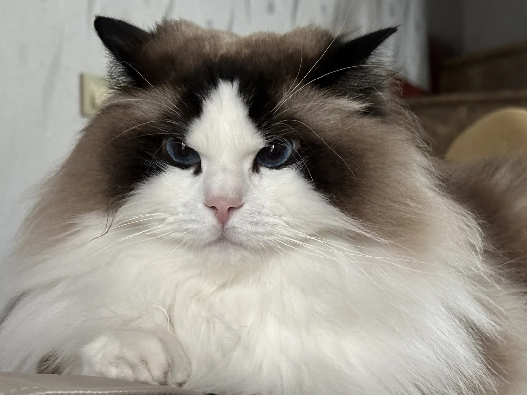 严肃小猪