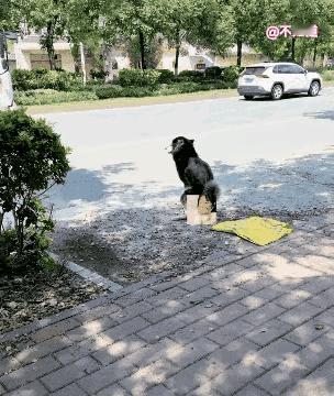 难怪经常被提醒
不要在公共场所大小便