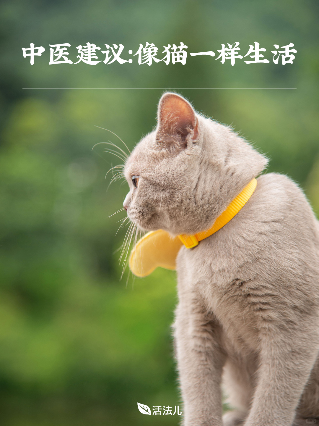中医建议：像猫一样生活