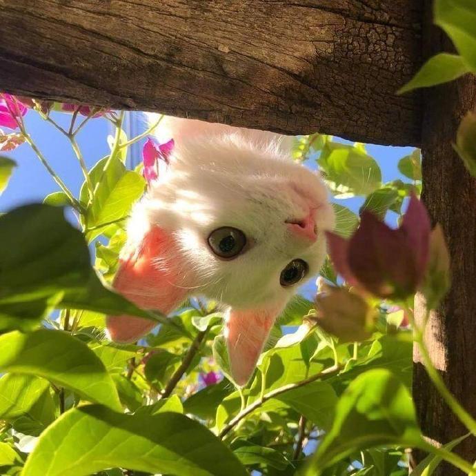 春天与猫猫🌸🌼🍃🐈  