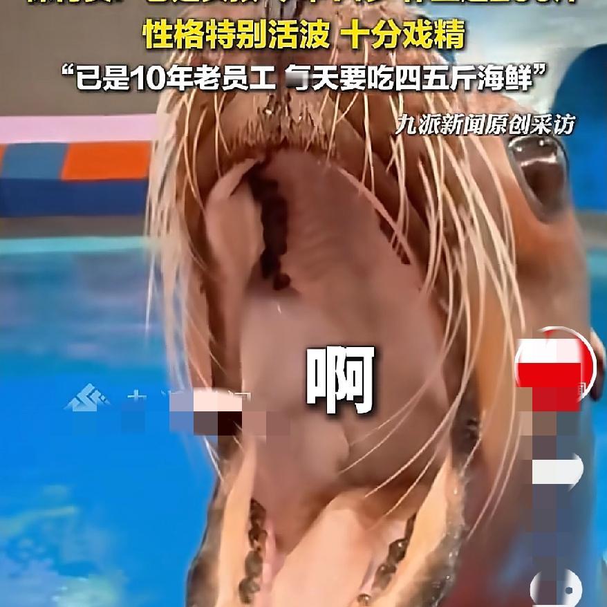 武汉这下出名了
居然是因为一只海狮
真的是显眼包啊，仅凭魔性叫声走红，这也太有个