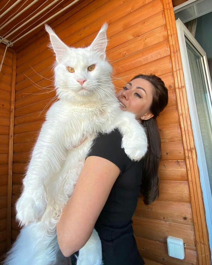 #俄女子称自家宠物是世界上最大的猫#上次看见她家缅因猫 (Maine Coons