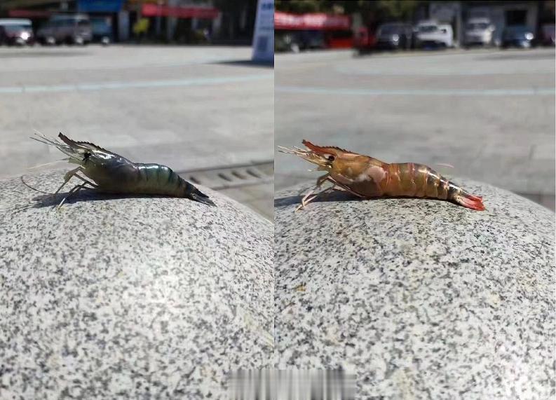广州高温，虾放在室外石墩子上被烫熟…那些想坐在滚烫石墩子上治疗痛经的人要注意了，