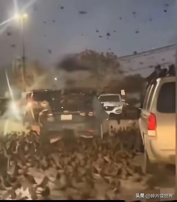 3月25日傍晚，以色列首都特拉维夫的街头聚集了大群的乌鸦。在以色列人的认知里，乌