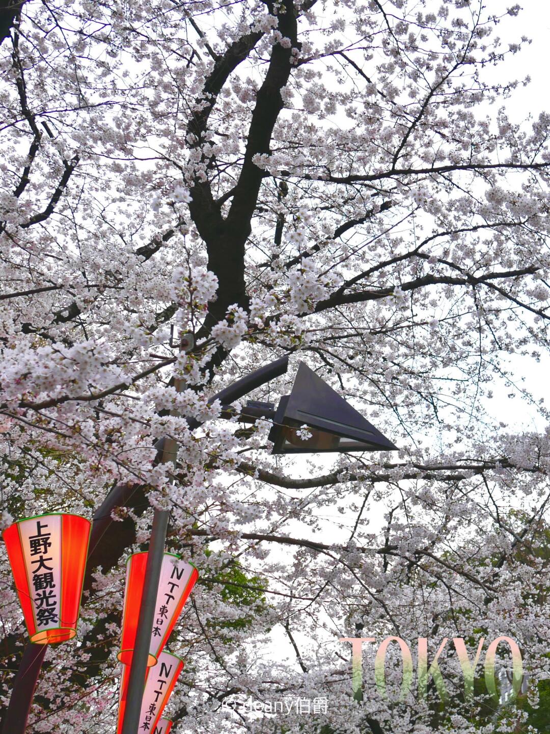 东京赏樱花🌸上野公园