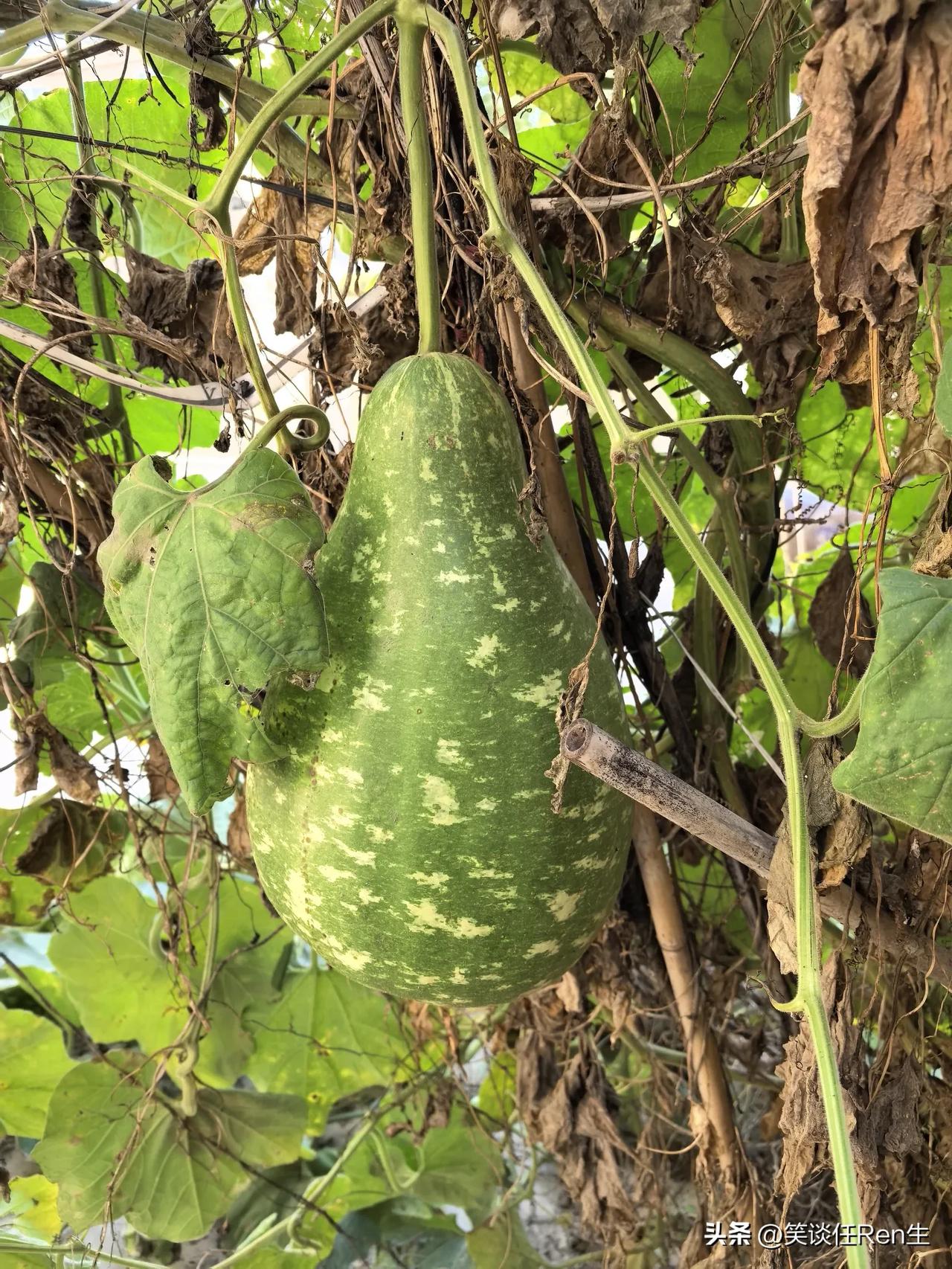 明天就是“霜降”节气了，昼夜温差非常大，天气逐渐变冷，叶子开始枯黄，老家院儿里的