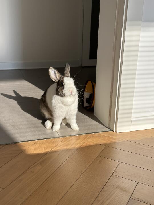 小兔迎接清晨第一缕阳光