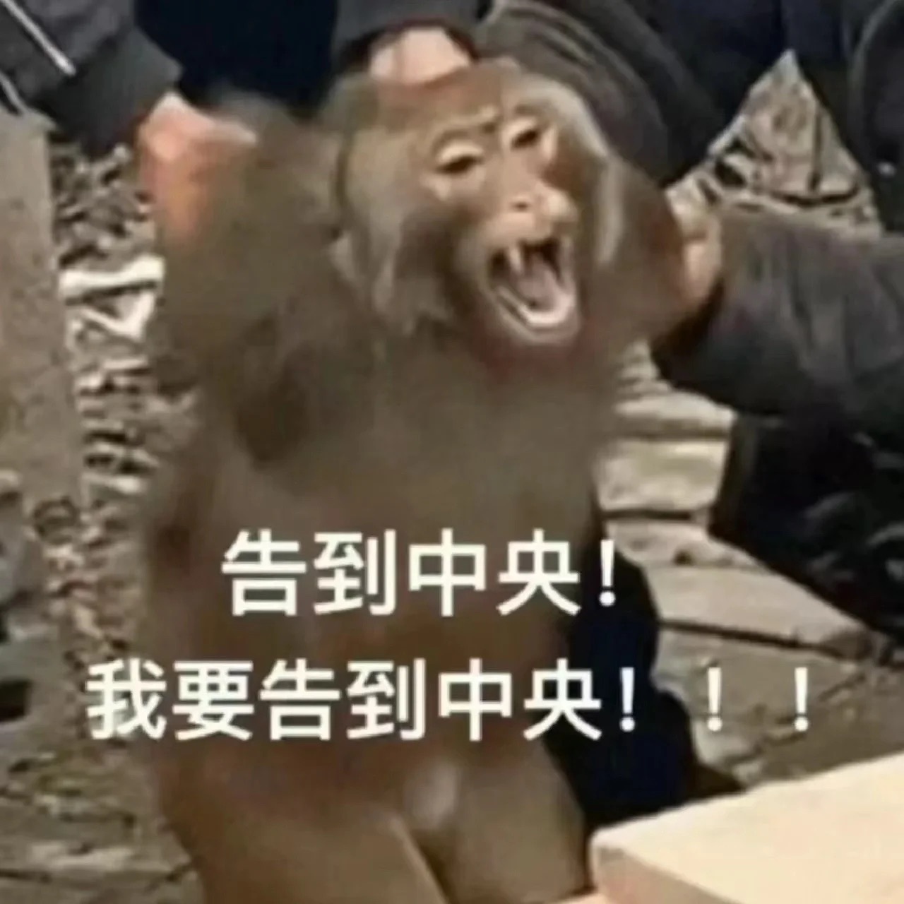 搜罗了一些吗喽表情包给大家.我可太喜欢吗喽了 ​​​
