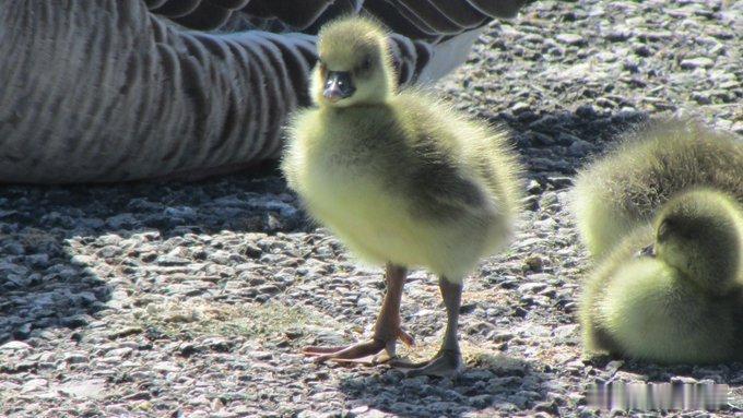 灰雁们上岸了！看它们这些小毛球成群结队地从水边摇摇晃晃走到岸上，那一身灰褐色的羽