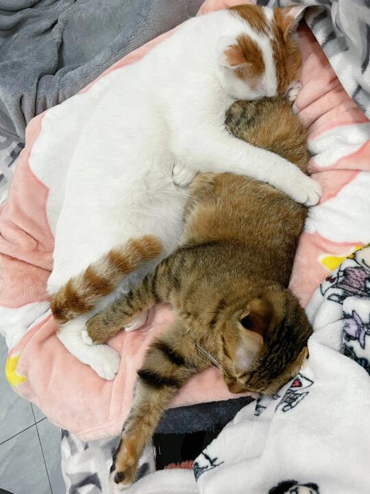 来，干了这碗猫粮！