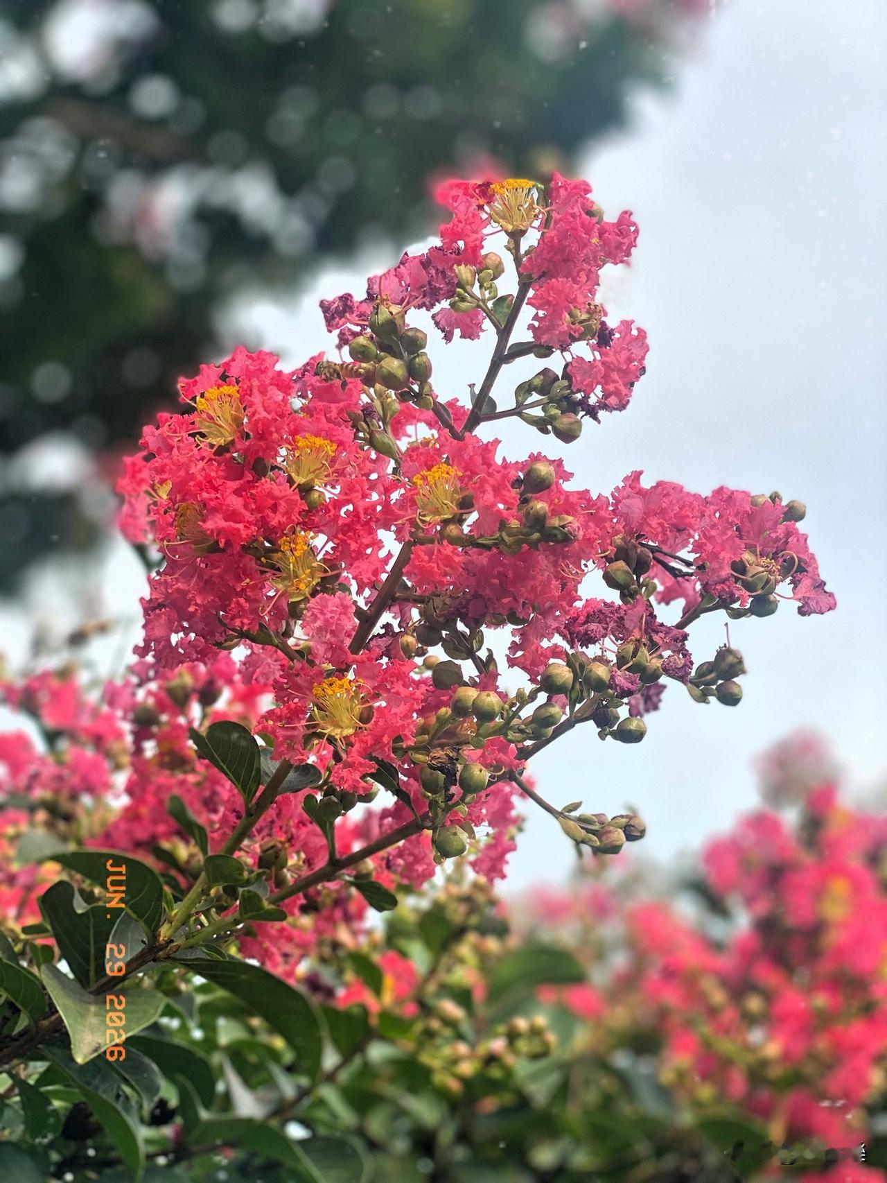 紫薇花树立湖边
殷红痒痒百日鲜