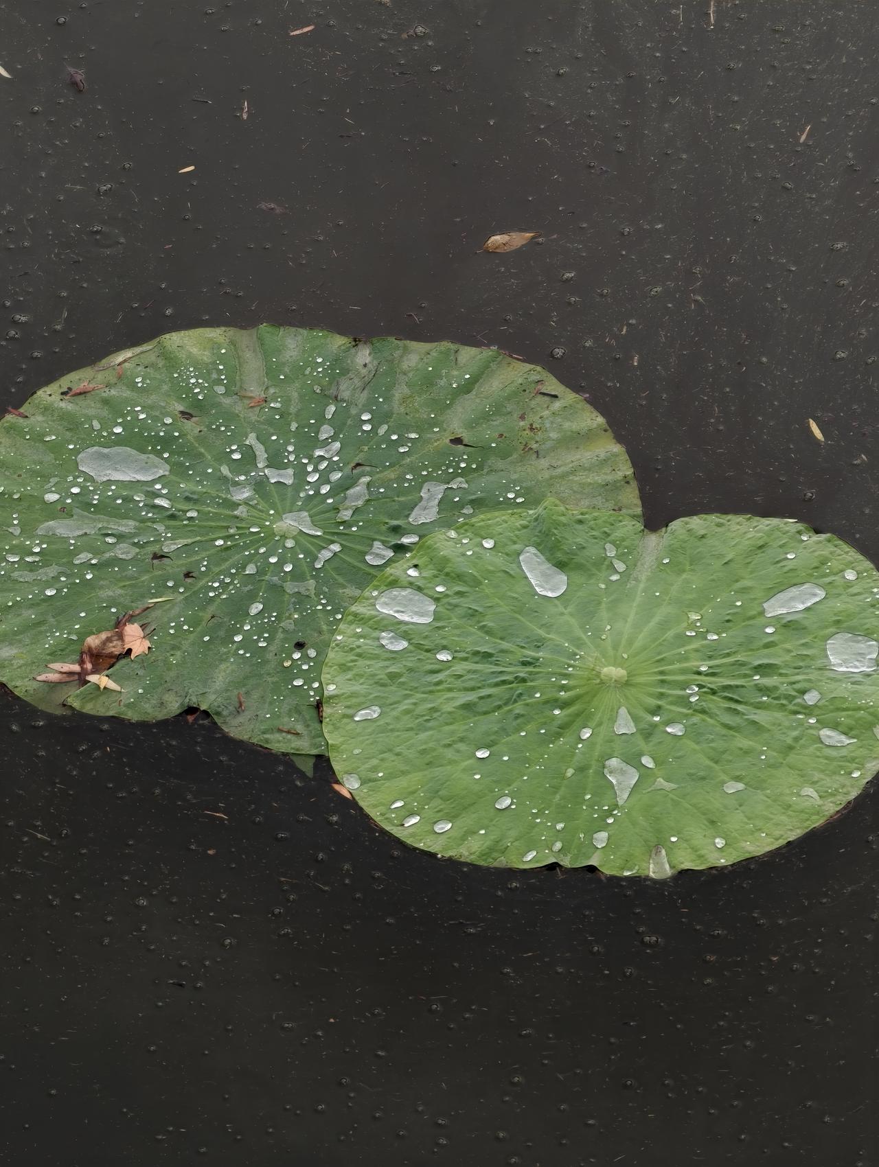 长虹公园荷花池中，雨后的荷叶漂浮在水面上，路过随手拍！