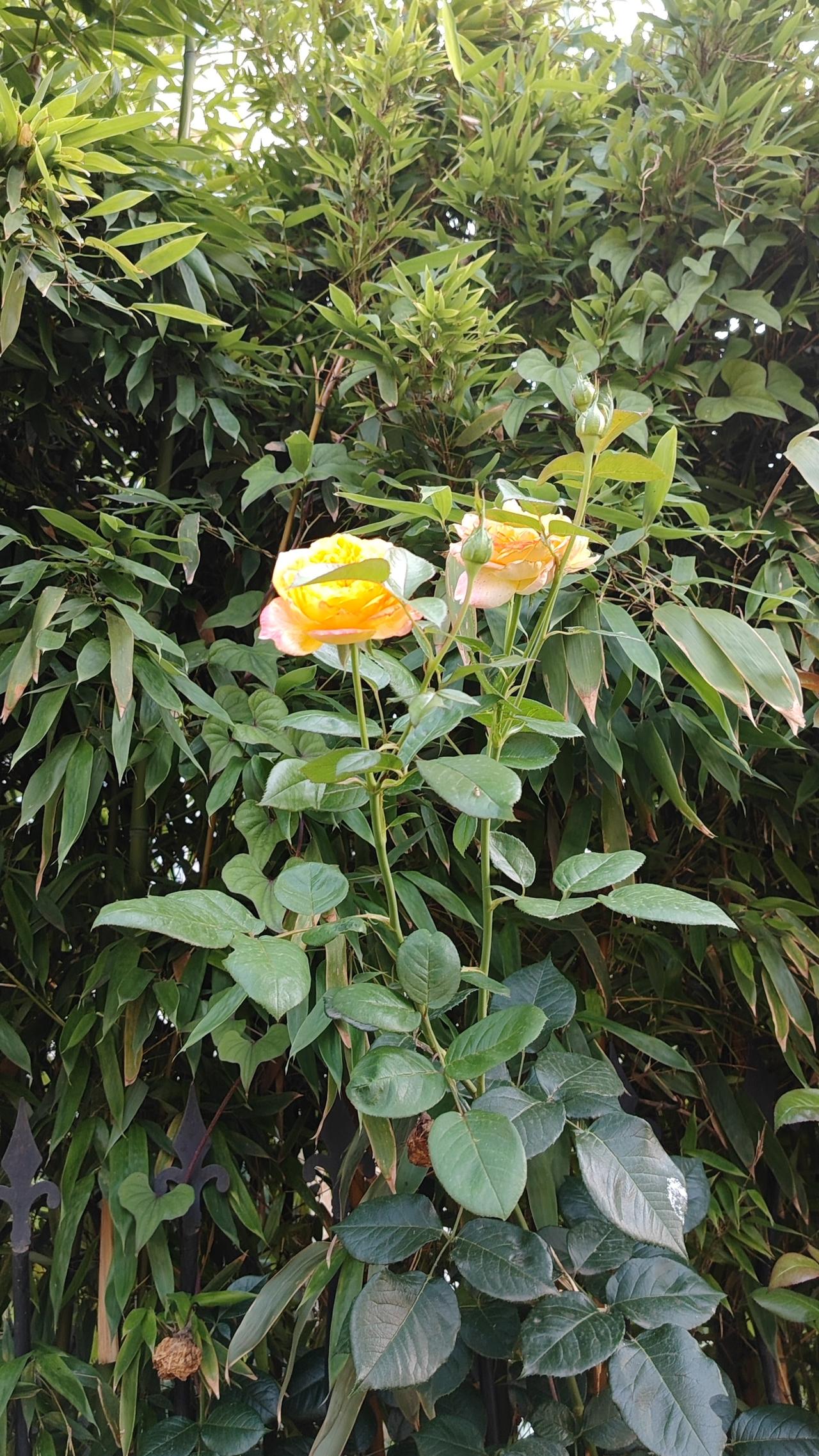 一纸侨批，串联起潮汕老厝与暹罗街市。阿嬷叶淑柔在灶台与天井间熬过漫长岁月，将半生
