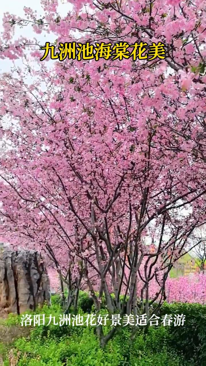 九洲池海棠花美。
洛阳九洲池花好景美，适合春游。