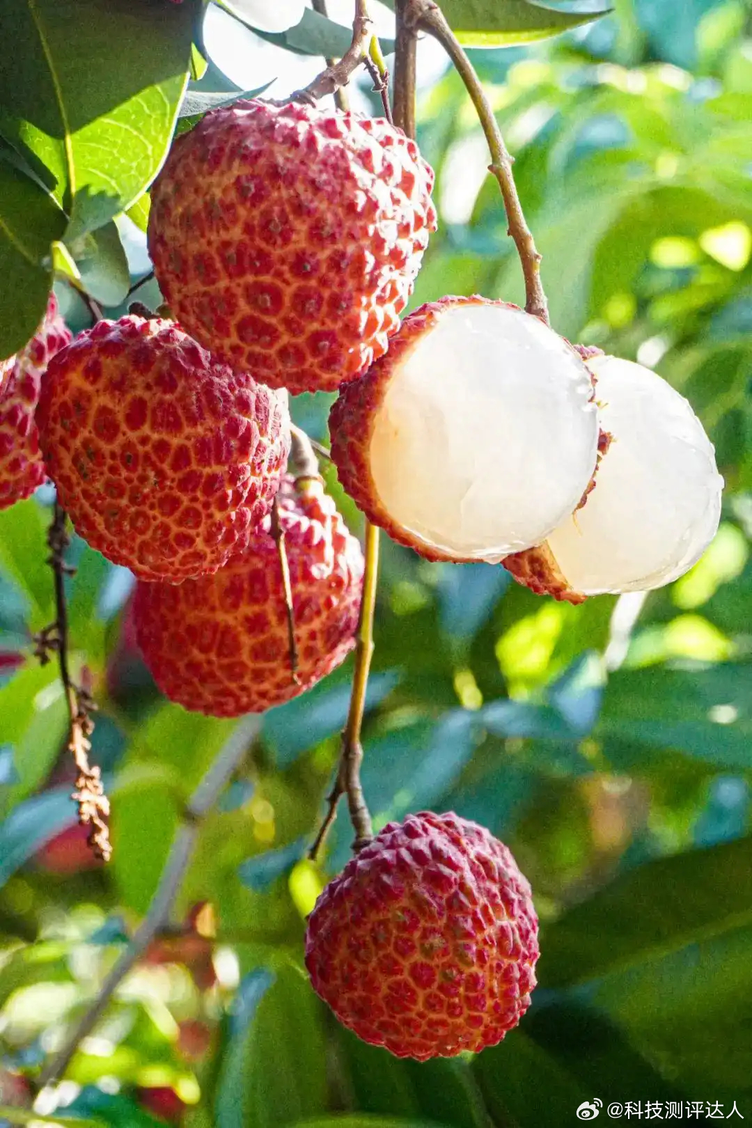 爱吃荔枝的人今年天塌了我家种了十几颗，今年应该能收获不少 ，主要还是黑叶品种的很