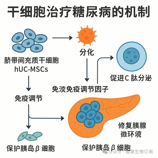 糖尿病干细胞疗法迎突破 首款疗法最快2026年上市
2026年2月，福泰制药研发