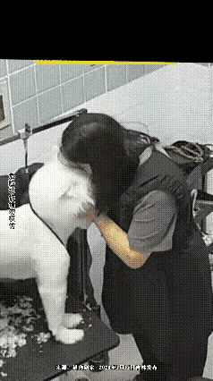 给狗亲热，遭来横祸，嘴被咬烂，后悔莫及！
