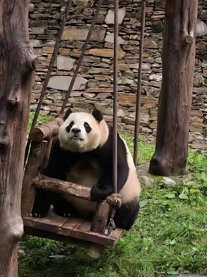福宝福公主不愧是见过世面的熊宝
所有的丰荣她都能解锁的非常完美和搞笑
每一次解锁