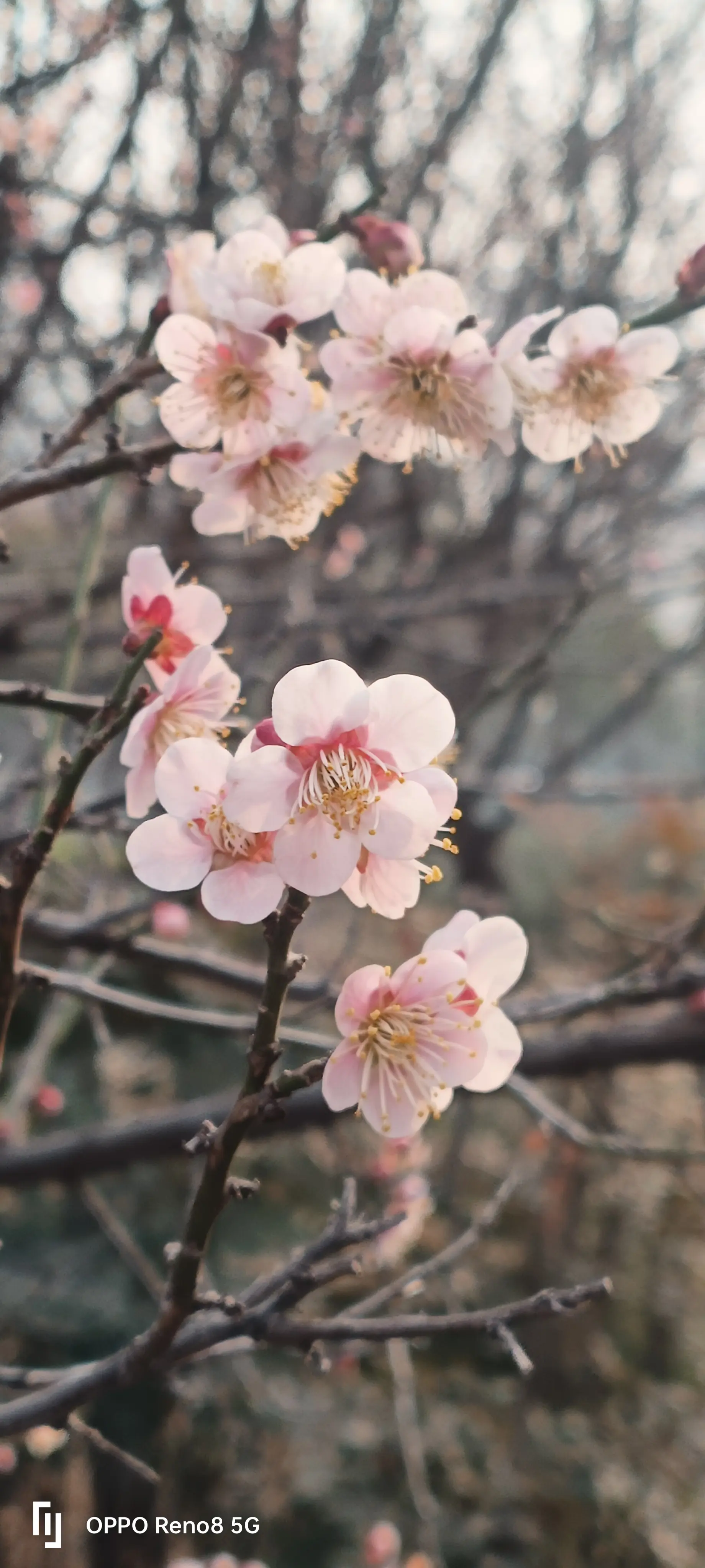 隋唐梅花报春来。拍摄地点:隋唐洛阳城遗址植物园