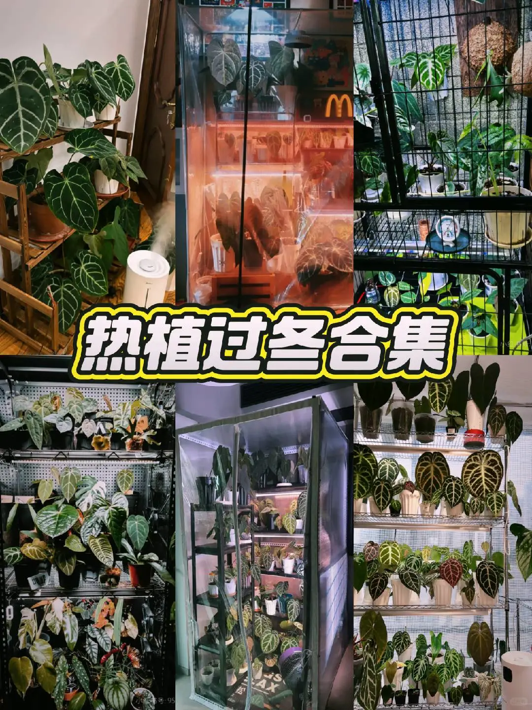 来自纵野花友智囊团的过冬秘籍 干货满满