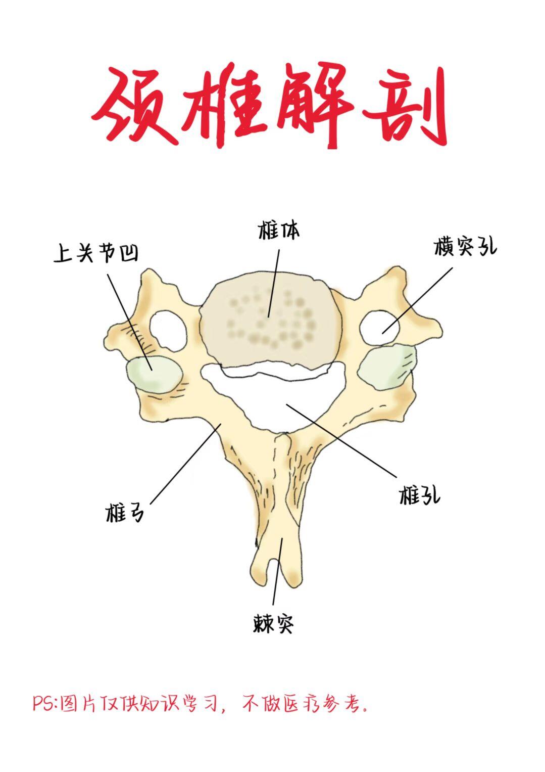 医学生笔记——颈椎解剖