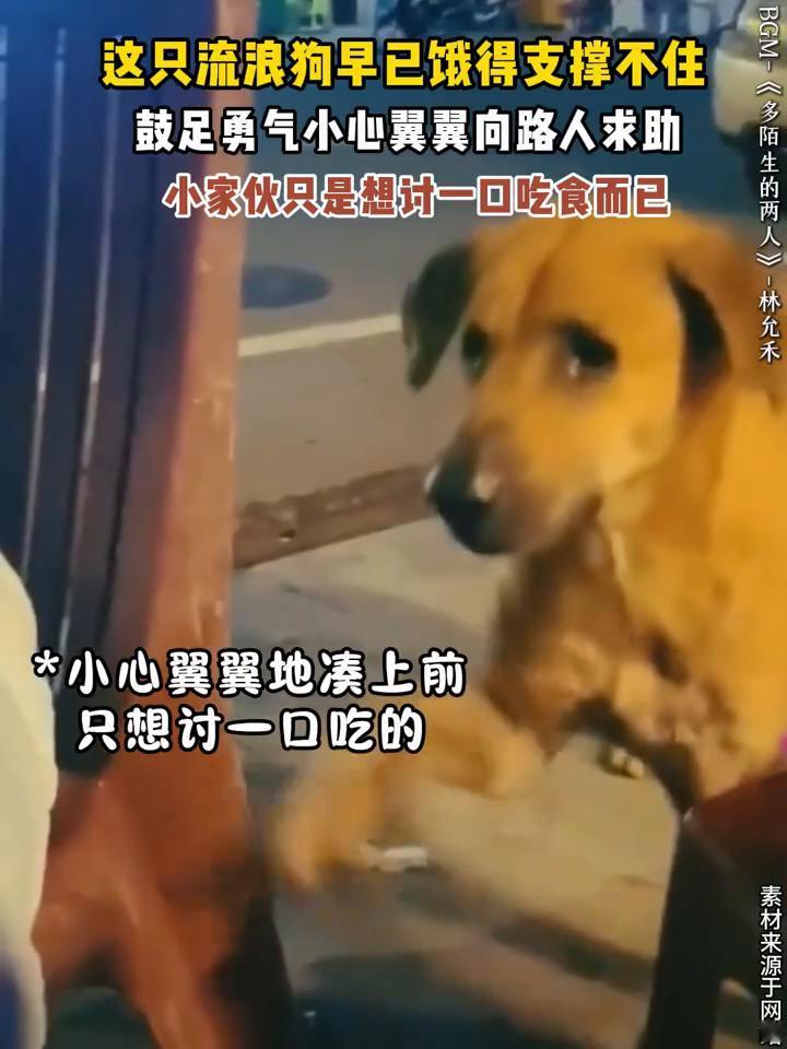 BGM-《多陌生的两人》-林允禾。
这只流浪狗早已饿得支撑不住，鼓足勇气小心翼翼