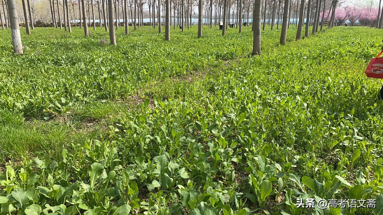 晒图笔记大赛春日野餐地，绿意盎然，花海相伴，惬意时光。