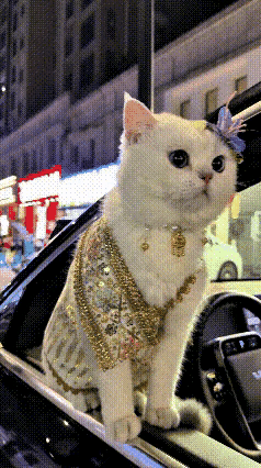 精致小猫乘车兜风也太养眼了
 主人特意给自家猫咪细心装扮，夜晚乘车出门游玩。头戴