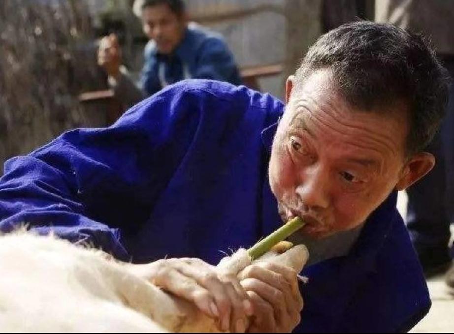 鲁西南的方言“吹猪”
在鲁西南，关于“吹猪”，你会听到这样说:
 “气得跟吹猪的