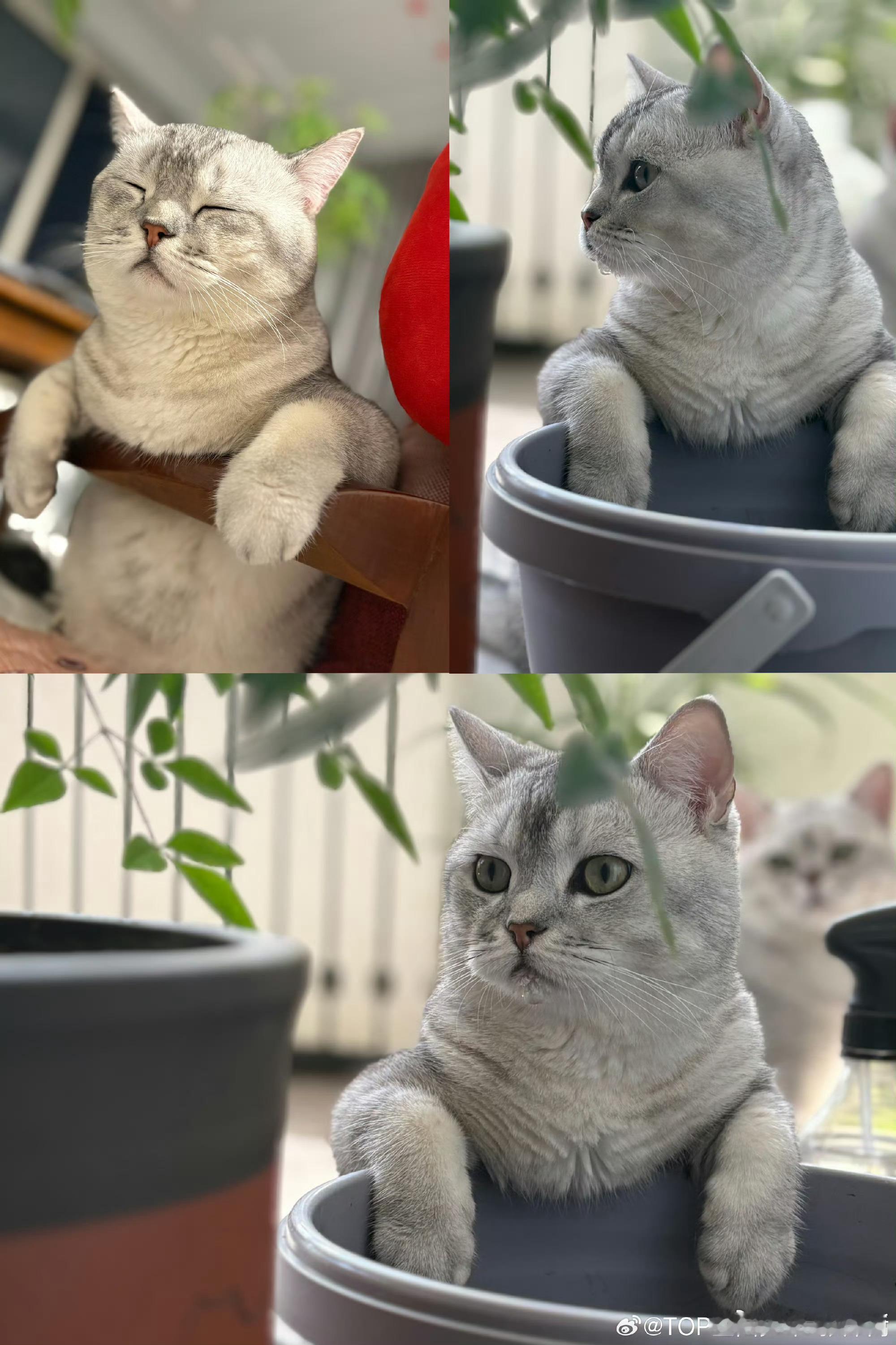 张泽禹一模一样的猫养两只 这两只小猫已经成了张泽禹的“编外家人”。他会在采访里提
