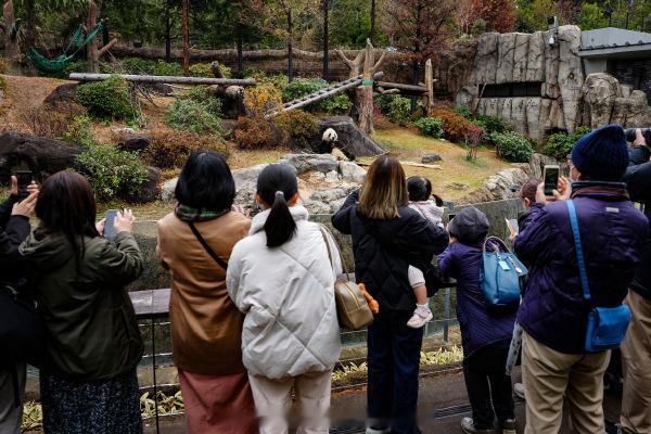 欢迎日本民众来中国看大熊猫 发言人回答得非常直接了当，意思就是日本人在日本是看不