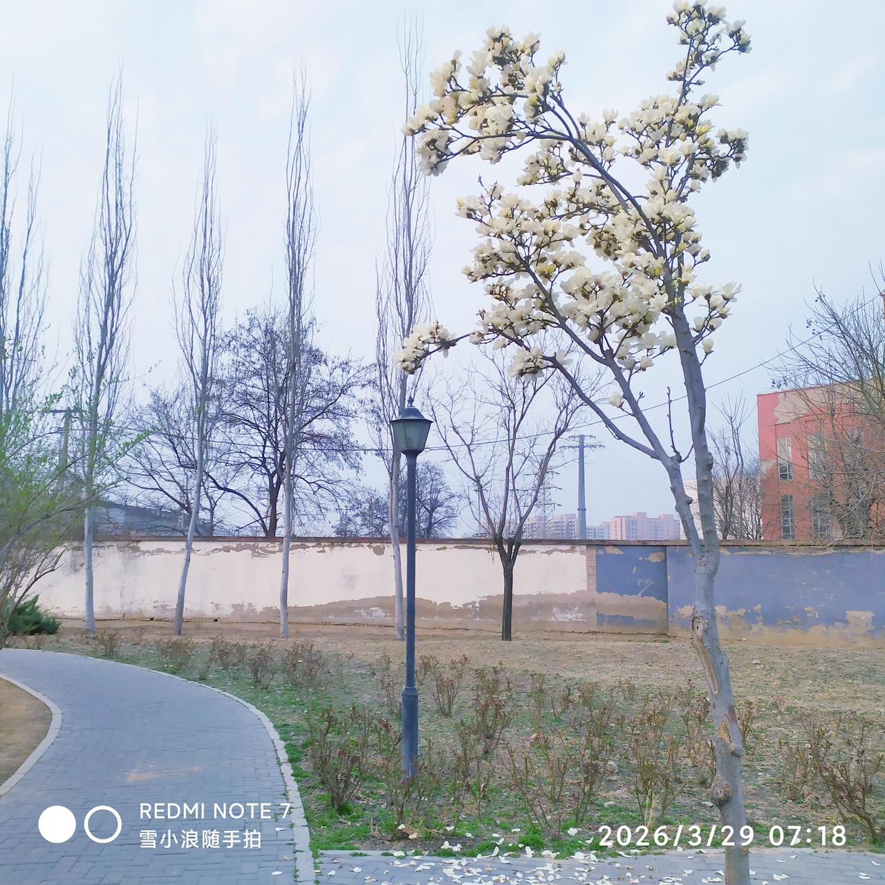 出句：风把南园花样改（雪浪）