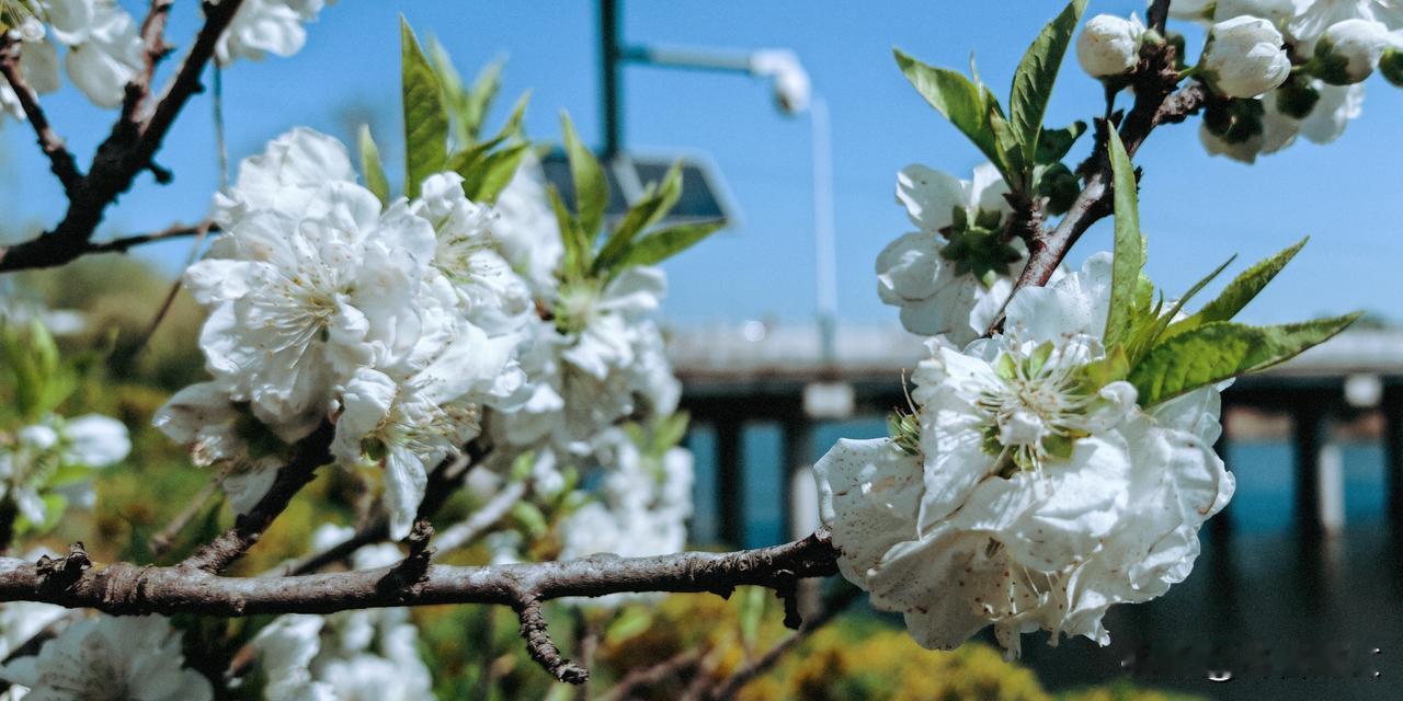 晒图笔记大赛河岸散步，偶遇盛开白花重瓣的桃树。通过AI搜索得知，这是白花碧桃。